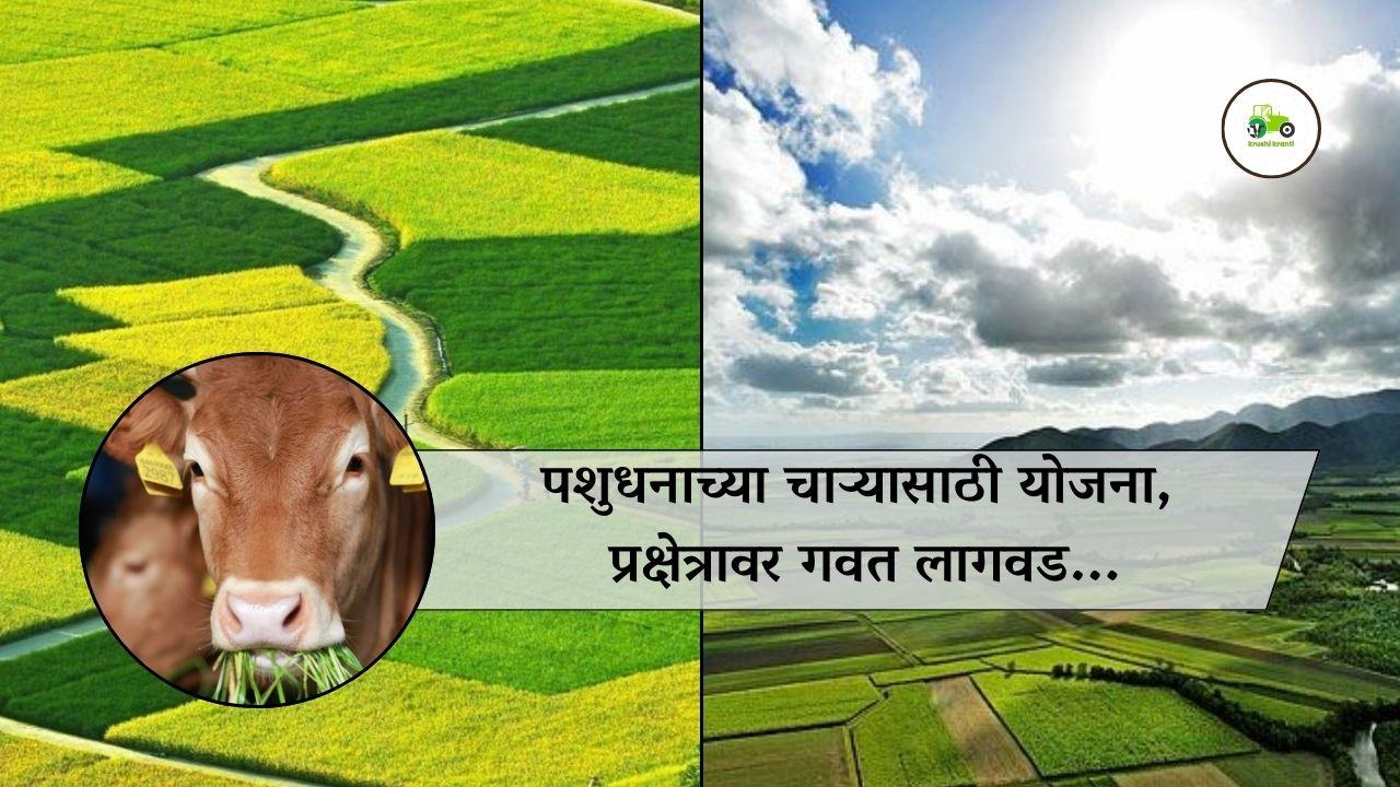 पशुधनाच्या चाऱ्यासाठी योजना, प्रक्षेत्रावर गवत लागवड...