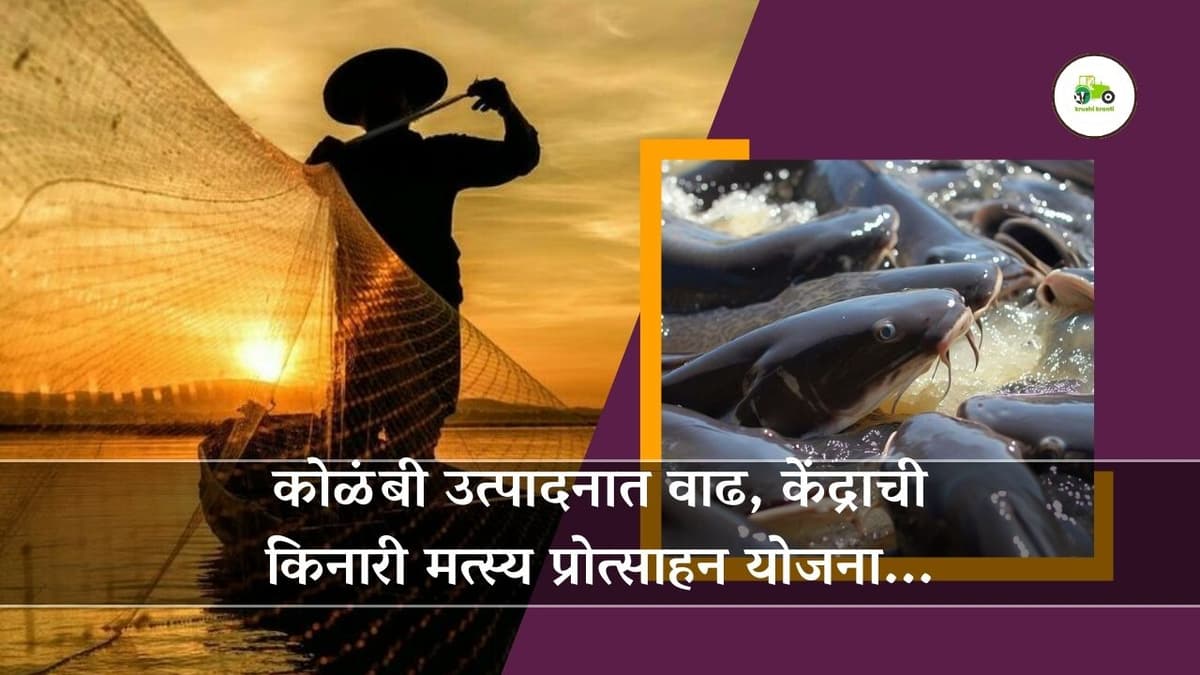 कोळंबी उत्पादनात वाढ, केंद्राची किनारी मत्स्य प्रोत्साहन योजना...
