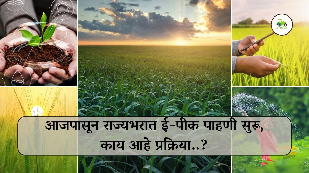आजपासून राज्यभरात ई-पीक पाहणी सुरू, काय आहे प्रक्रिया..?