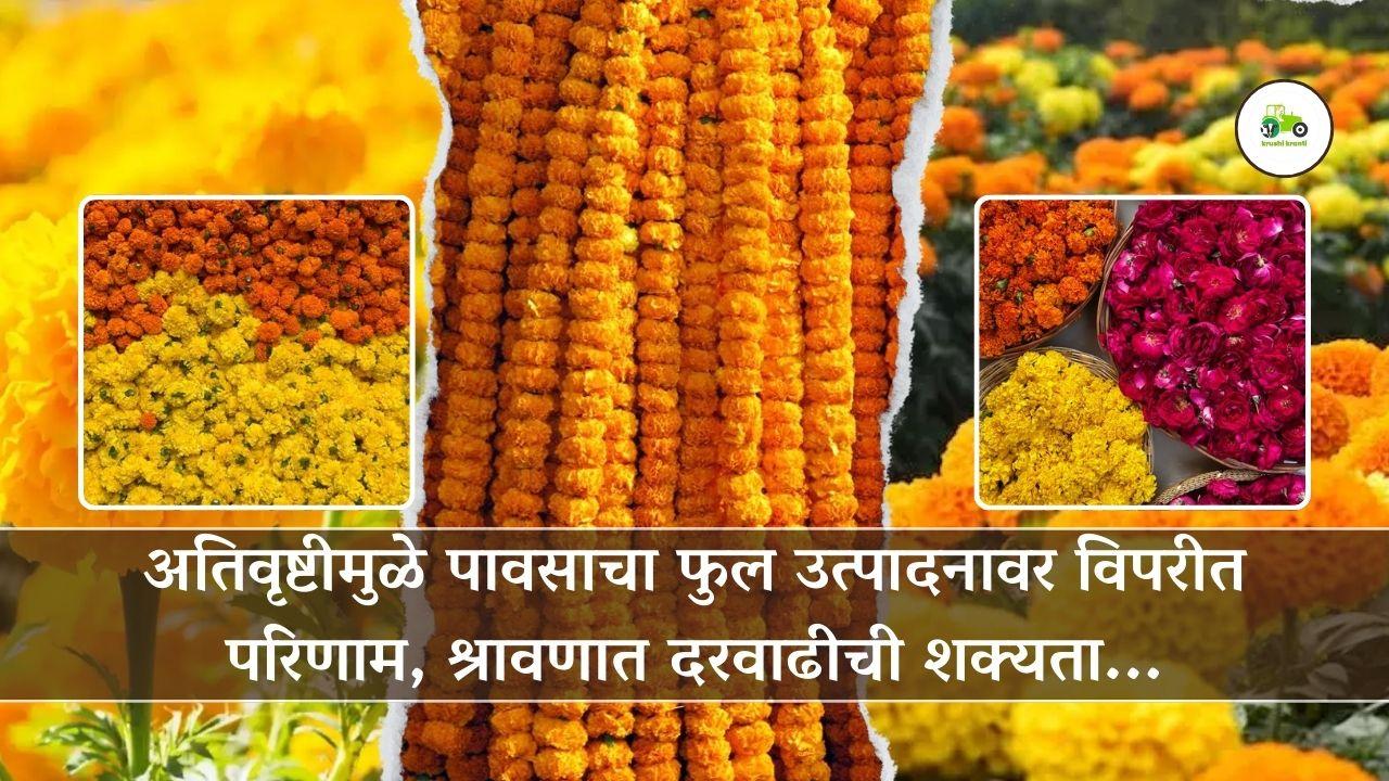 अतिवृष्टीमुळे पावसाचा फुल उत्पादनावर विपरीत परिणाम, श्रावणात दरवाढीची शक्यता...