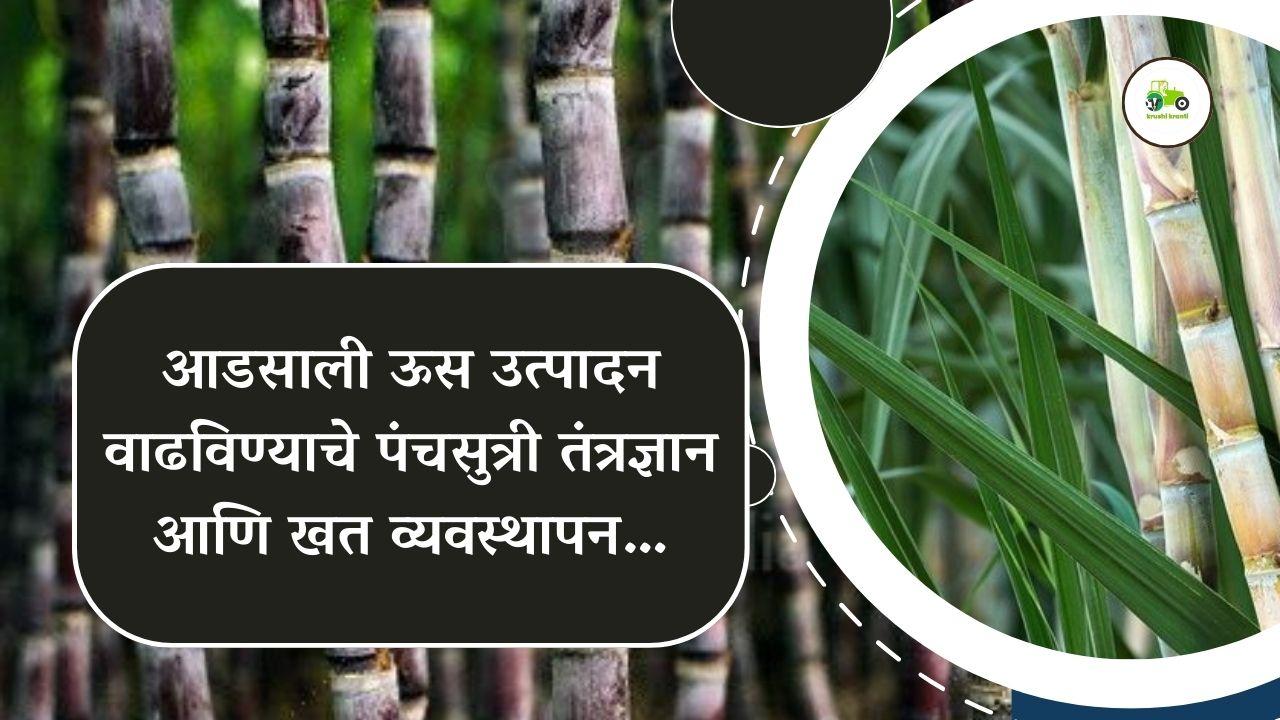 आडसाली ऊस उत्पादन वाढीचे पंचसुत्री तंत्रज्ञान आणि खत व्यवस्थापन…