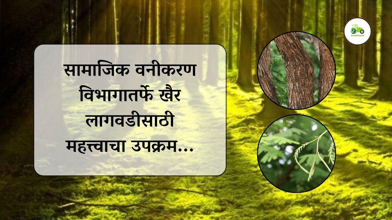 सामाजिक वनीकरण विभागातर्फे खैर लागवडीसाठी महत्त्वाचा उपक्रम...
