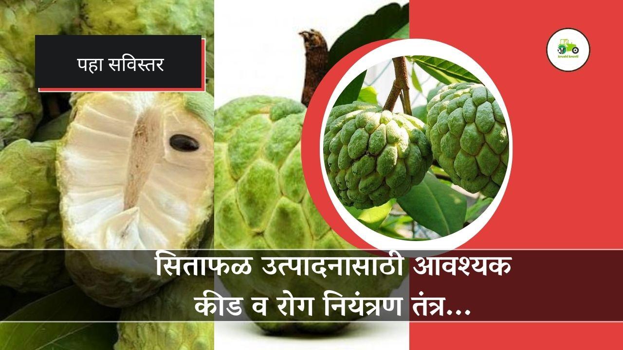 सिताफळ उत्पादनासाठी आवश्यक कीड व रोग नियंत्रण तंत्र...