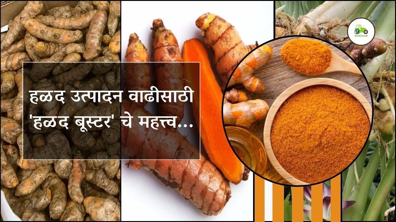 हळद उत्पादन वाढीसाठी 'हळद बूस्टर' चे महत्त्व...