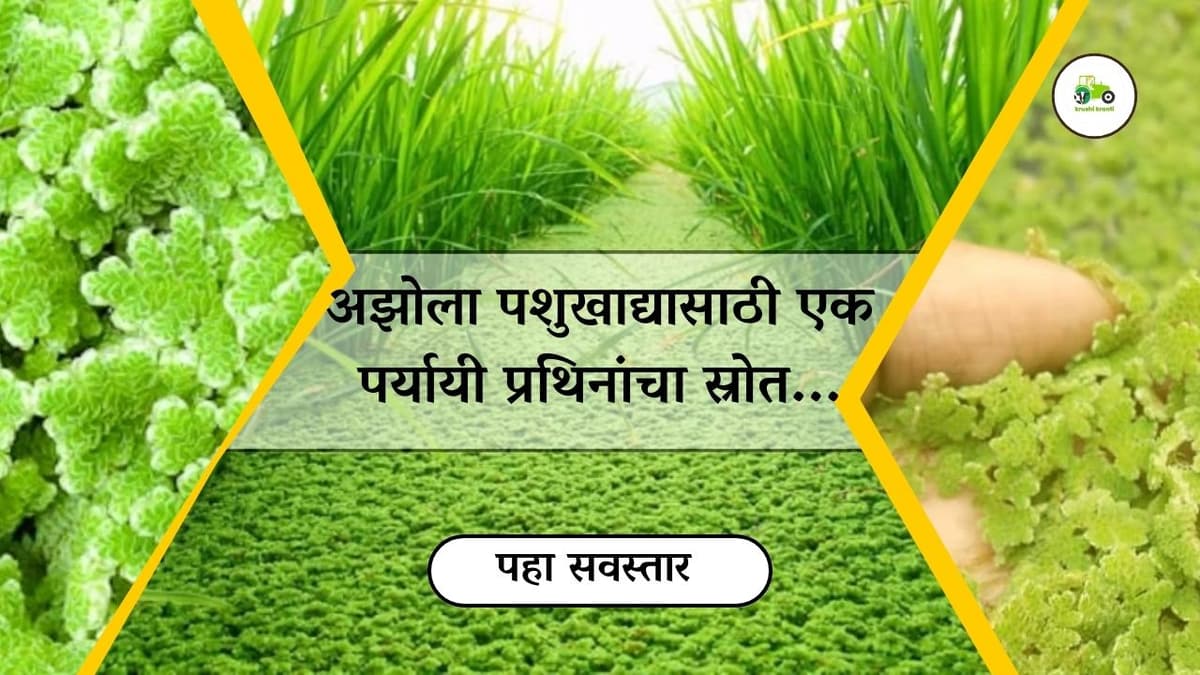 अझोला पशुखाद्यासाठी एक पर्यायी प्रथिनांचा स्रोत...