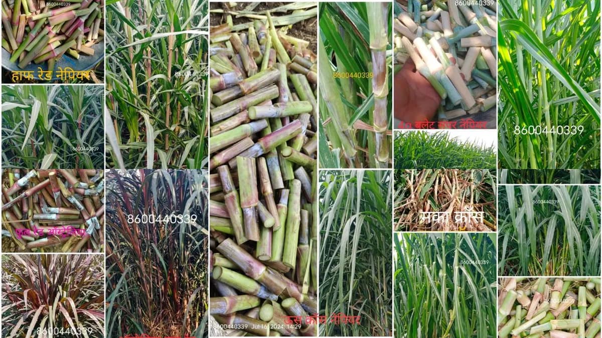 नेपियर बियाणे मिळेल.