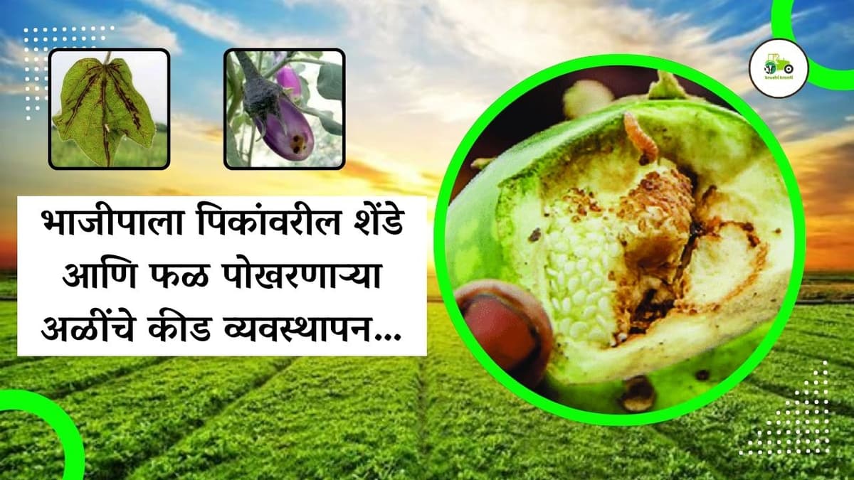 भाजीपाला पिकांवरील शेंडे आणि फळ पोखरणाऱ्या अळींचे कीड व्यवस्थापन…