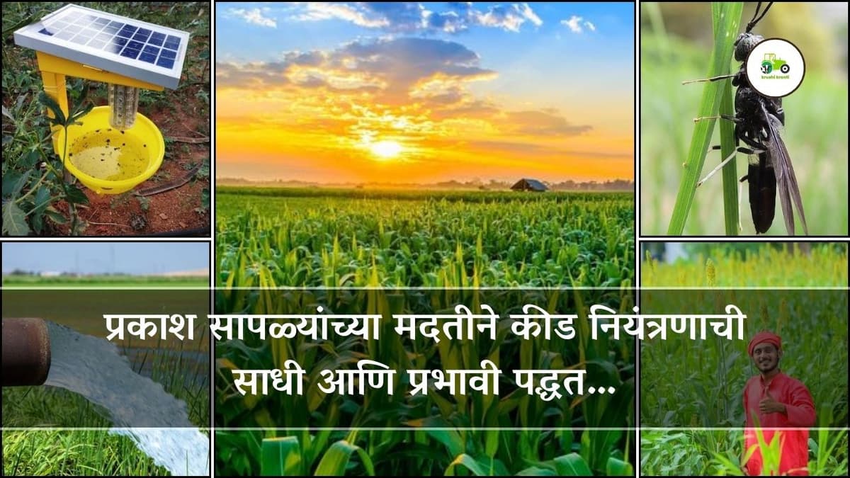 प्रकाश सापळ्यांच्या मदतीने कीड नियंत्रणाची साधी आणि प्रभावी पद्धत…