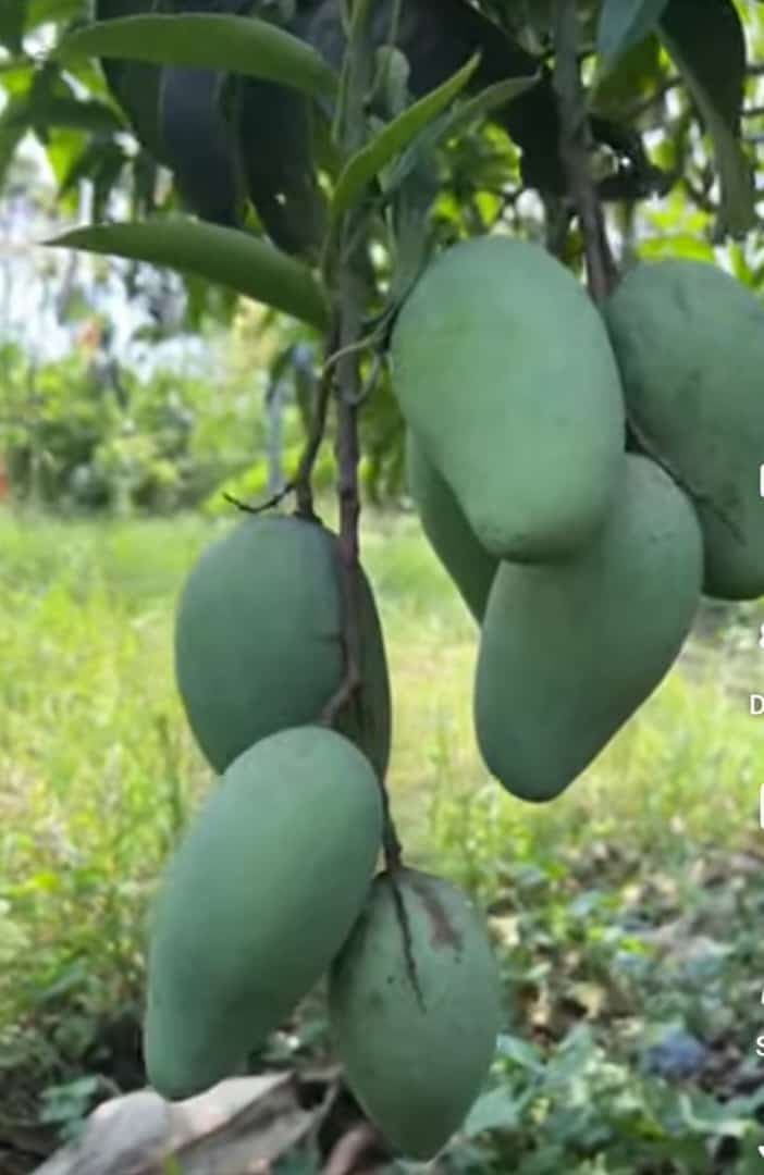 बाराही महिने येणारा आंबा रोपे मिळतील