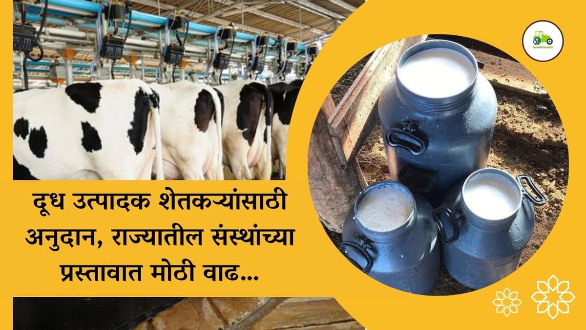 दूध उत्पादक शेतकऱ्यांसाठी अनुदान, राज्यातील संस्थांच्या प्रस्तावात मोठी वाढ…