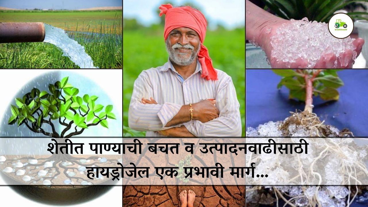 शेतीत पाण्याची बचत व उत्पादनवाढीसाठी हायड्रोजेल एक प्रभावी मार्ग…