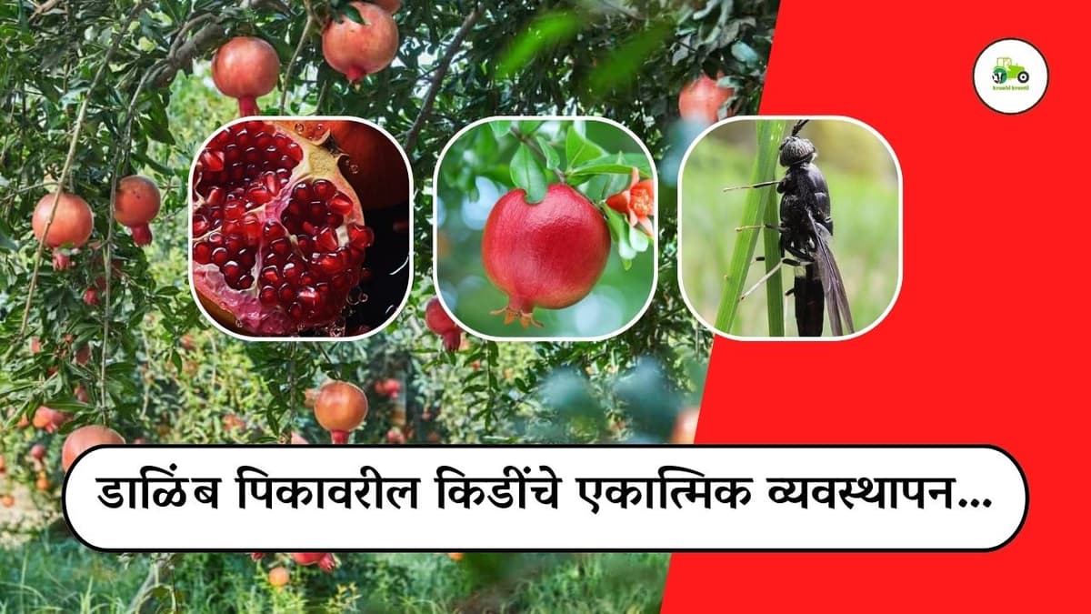 डाळिंब पिकावरील किडींचे एकात्मिक व्यवस्थापन…