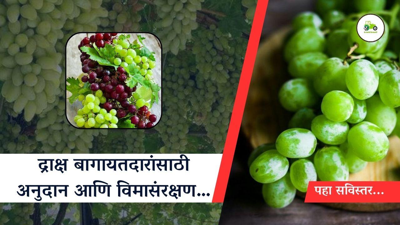 द्राक्ष बागायतदारांना अनुदानासोबतच विमासंरक्षणही मिळणार