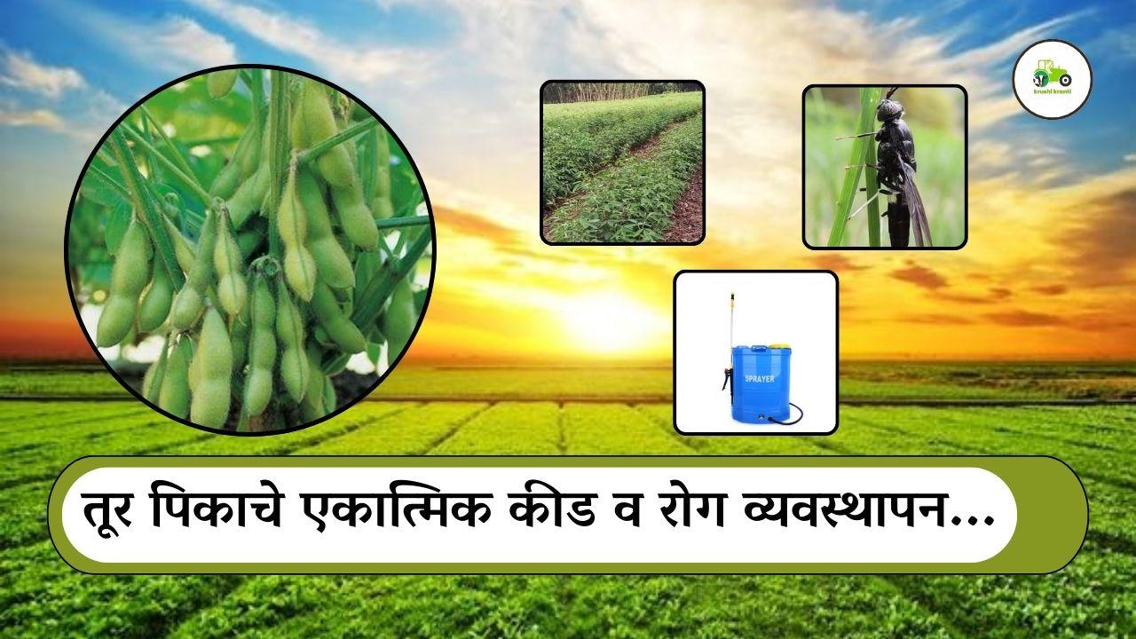 तूर पिकाचे एकात्मिक कीड व रोग व्यवस्थापन...