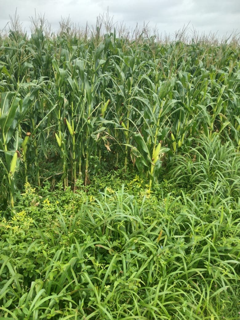 मका चारा विकणे आहे