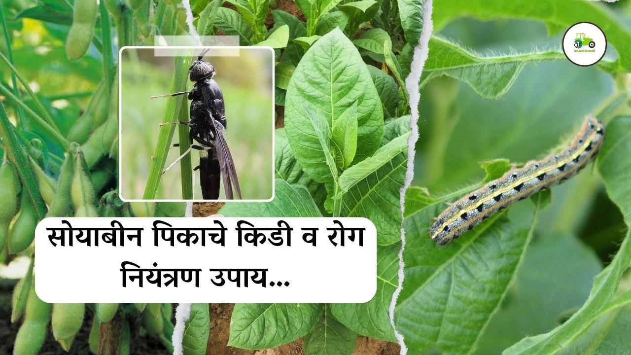 सोयाबीन पिकाचे किडी व रोग नियंत्रण उपाय…