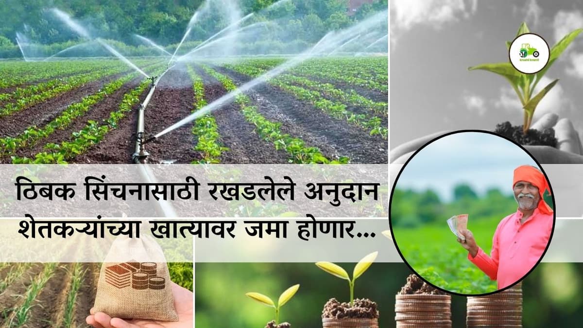 ठिबक सिंचनासाठी रखडलेले अनुदान शेतकऱ्यांच्या खात्यावर जमा होणार…