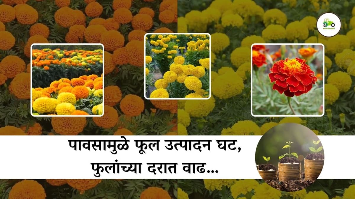 पावसामुळे फूल उत्पादन घट, फुलांच्या दरात वाढ…