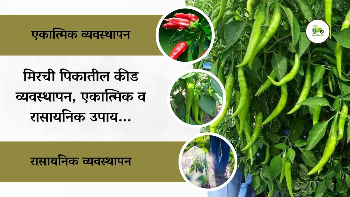 मिरची पिकातील कीड व्यवस्थापन, एकात्मिक व रासायनिक उपाय...