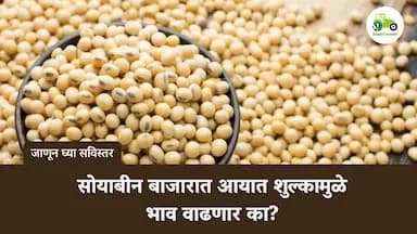 सोयाबीन बाजारात आयात शुल्कामुळे भाव वाढणार का?