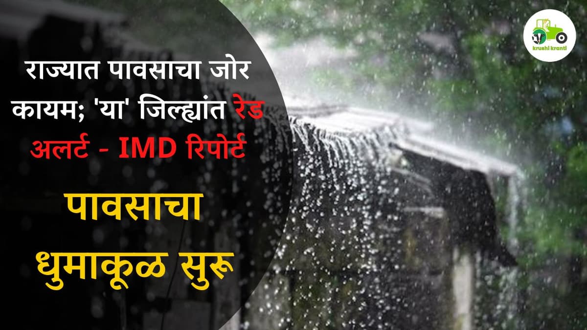 राज्यात पावसाचा जोर कायम; 'या' जिल्ह्यांत रेड अलर्ट - IMD रिपोर्ट
