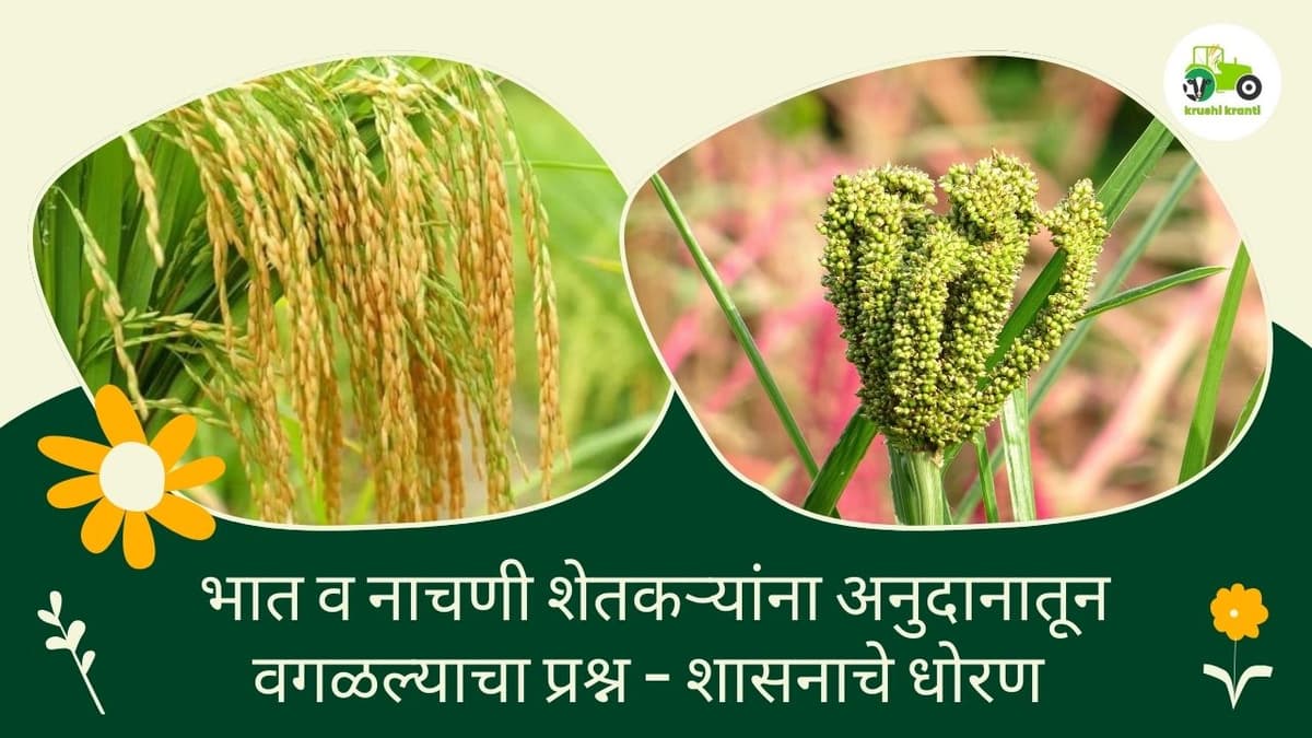 भात व नाचणी शेतकऱ्यांना अनुदानातून वगळल्याचा प्रश्न - शासनाचे धोरण