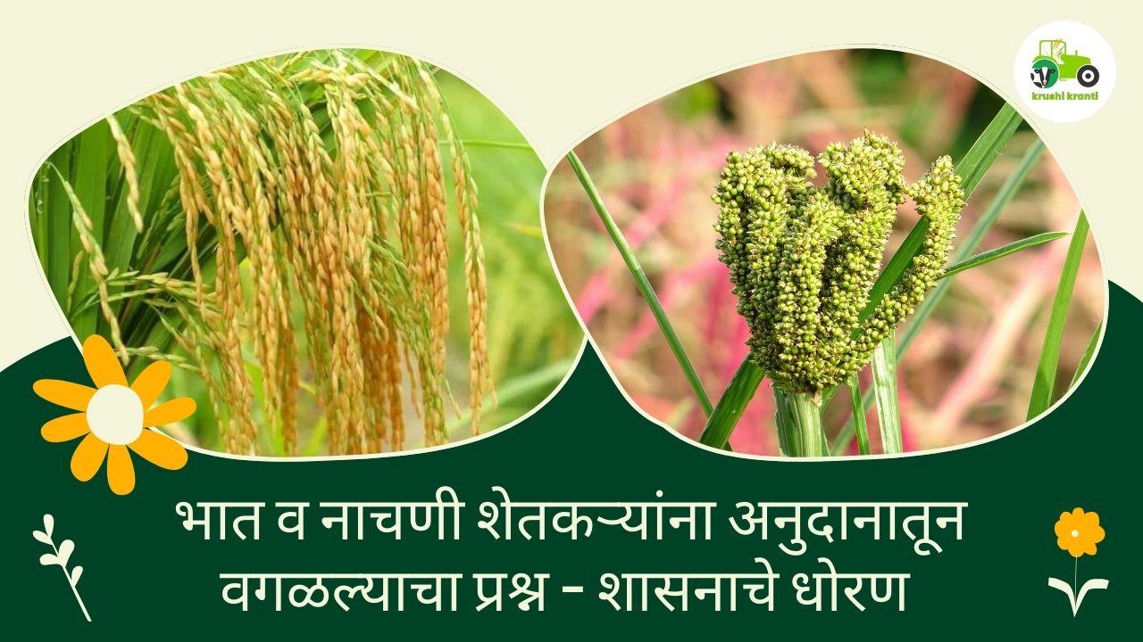  भात व नाचणी शेतकऱ्यांना अनुदानातून वगळल्याचा प्रश्न - शासनाचे धोरण