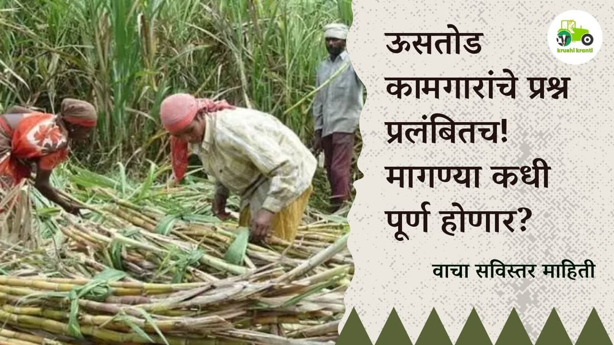 ऊसतोड कामगारांचे प्रश्न प्रलंबितच! मागण्या कधी पूर्ण होणार?