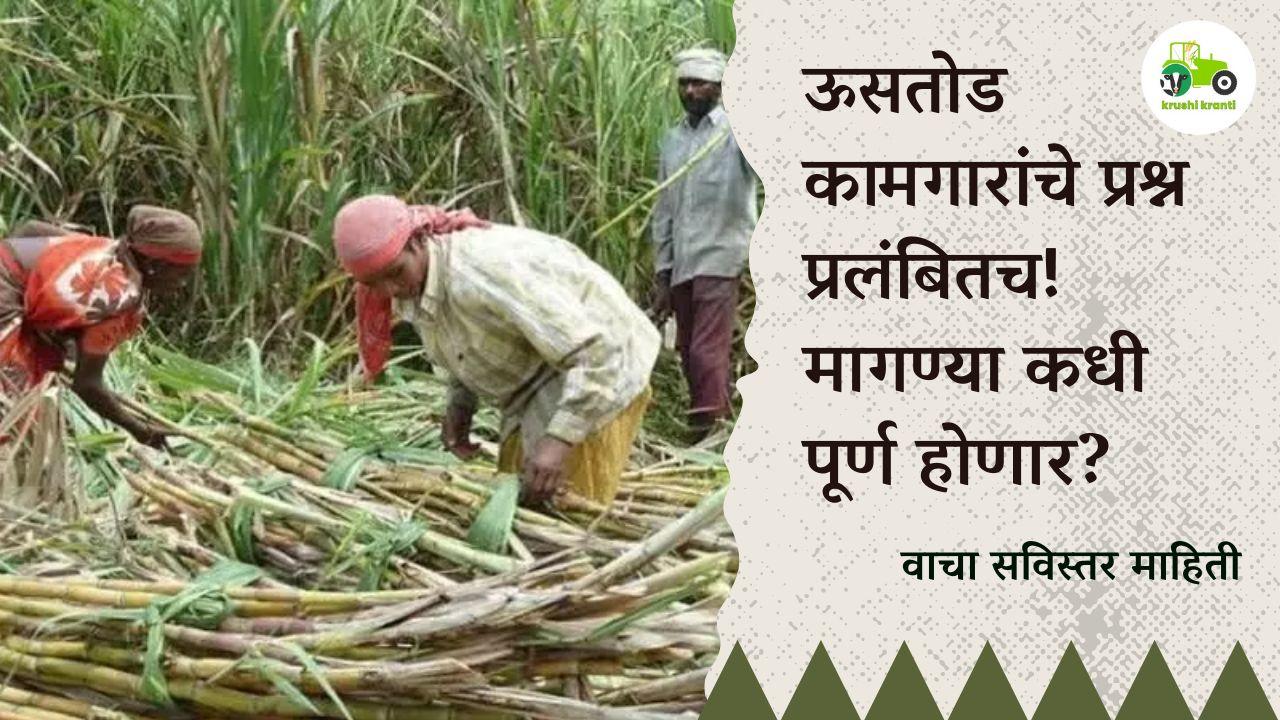 ऊसतोड कामगारांचे प्रश्न प्रलंबितच! मागण्या कधी पूर्ण होणार?