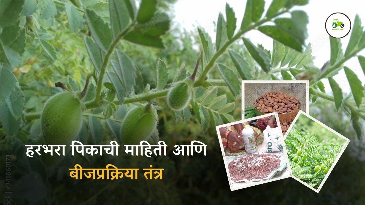हरभरा पिकाची माहिती आणि बीजप्रक्रिया तंत्र...