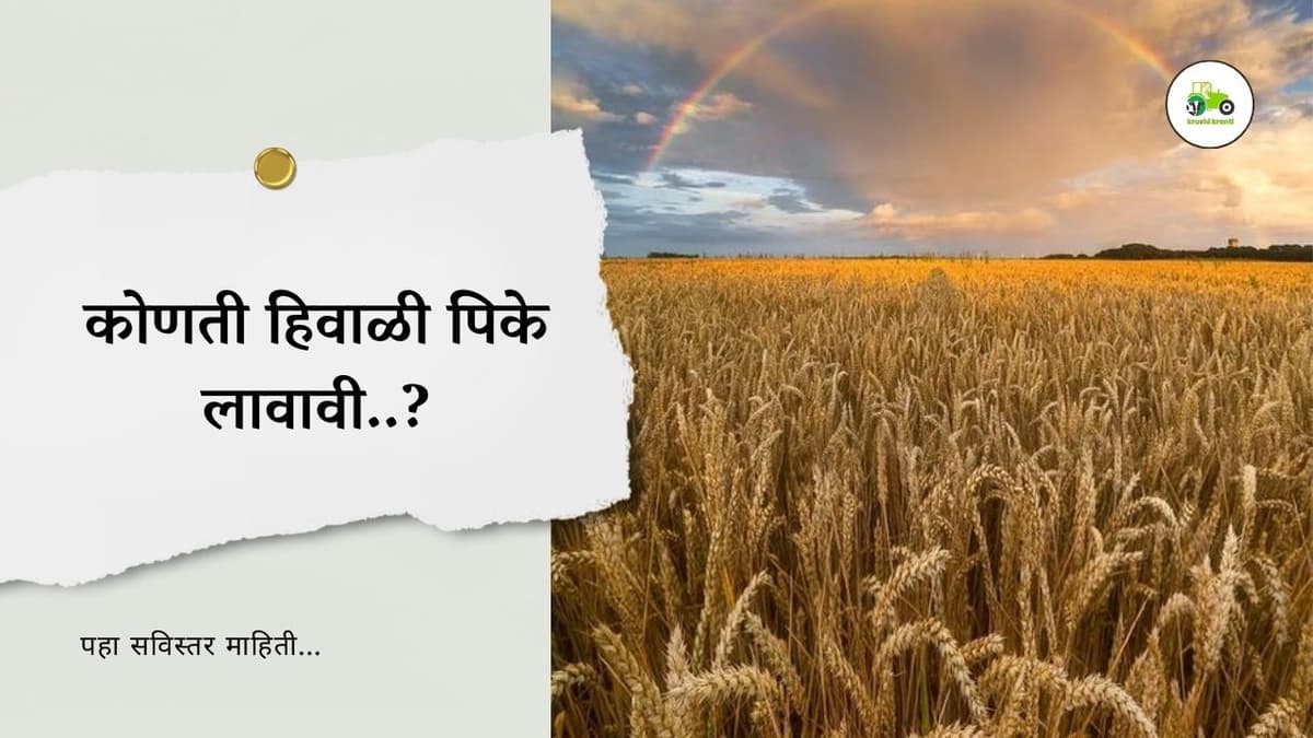 कोणती हिवाळी पिके लावावी..?