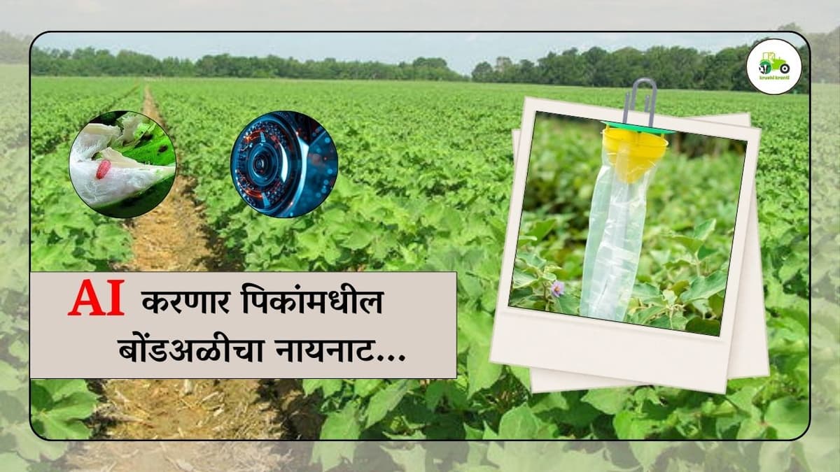 AI करणार पिकांमधील बोंडअळीचा नायनाट...