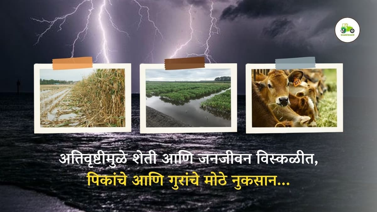 अतिवृष्टीमुळे शेती आणि जनजीवन विस्कळीत, पिकांचे आणि गुरांचे मोठे नुकसान...