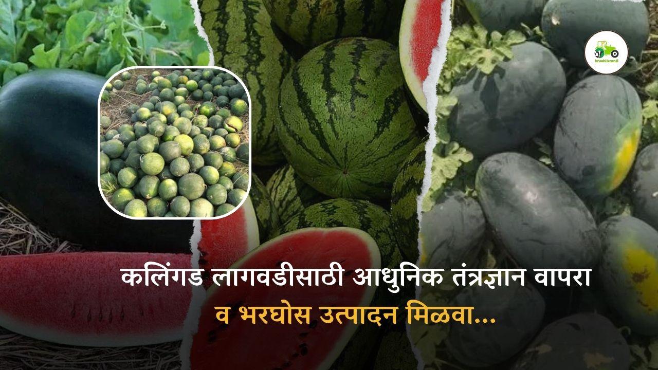 कलिंगड लागवडीसाठी आधुनिक तंत्रज्ञान वापरा व भरघोस उत्पादन मिळवा...