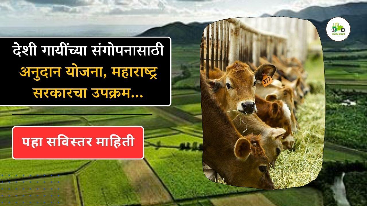 देशी गायींच्या संगोपनासाठी अनुदान योजना, महाराष्ट्र सरकारचा उपक्रम...