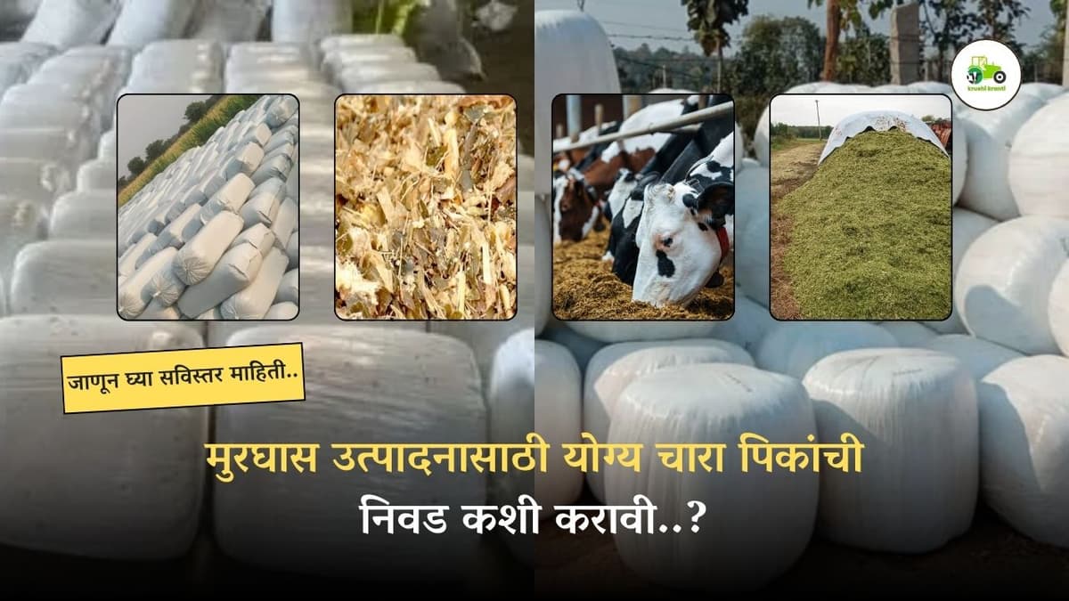मुरघास उत्पादनासाठी योग्य चारा पिकांची निवड कशी करावी..?