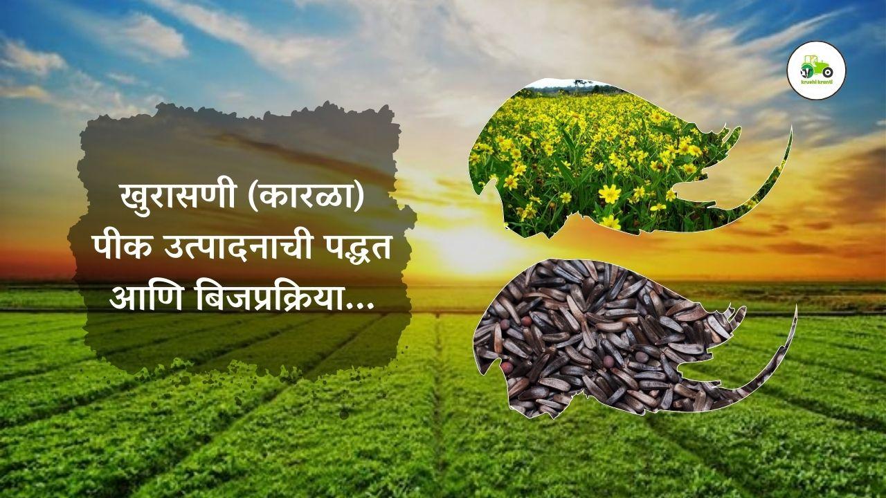 खुरासणी (कारळा) पीक उत्पादनाची पद्धत आणि बिजप्रक्रिया...