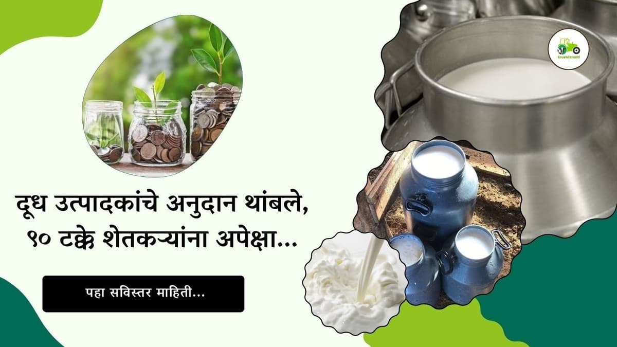 दूध उत्पादकांचे अनुदान थांबले, ९० टक्के शेतकऱ्यांना अपेक्षा...