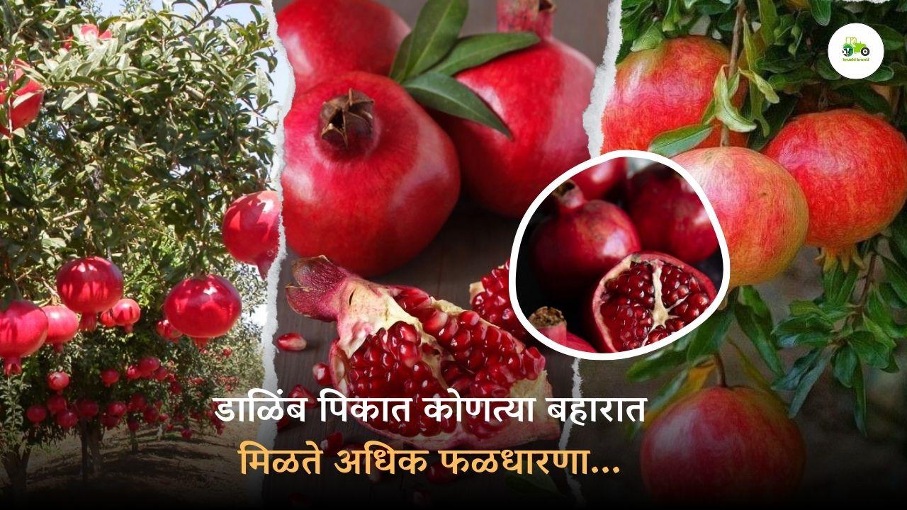 डाळिंब पिकात कोणत्या बहारात मिळते अधिक फळधारणा...