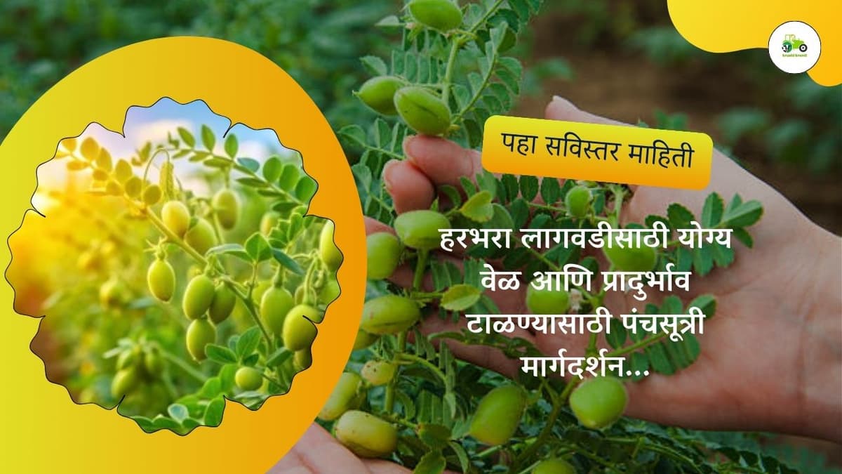 हरभरा लागवडीसाठी योग्य वेळ आणि प्रादुर्भाव टाळण्यासाठी पंचसूत्री मार्गदर्शन...