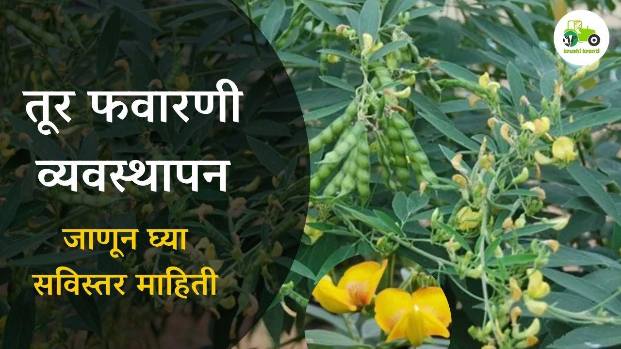 तूर फवारणी व्यवस्थापन