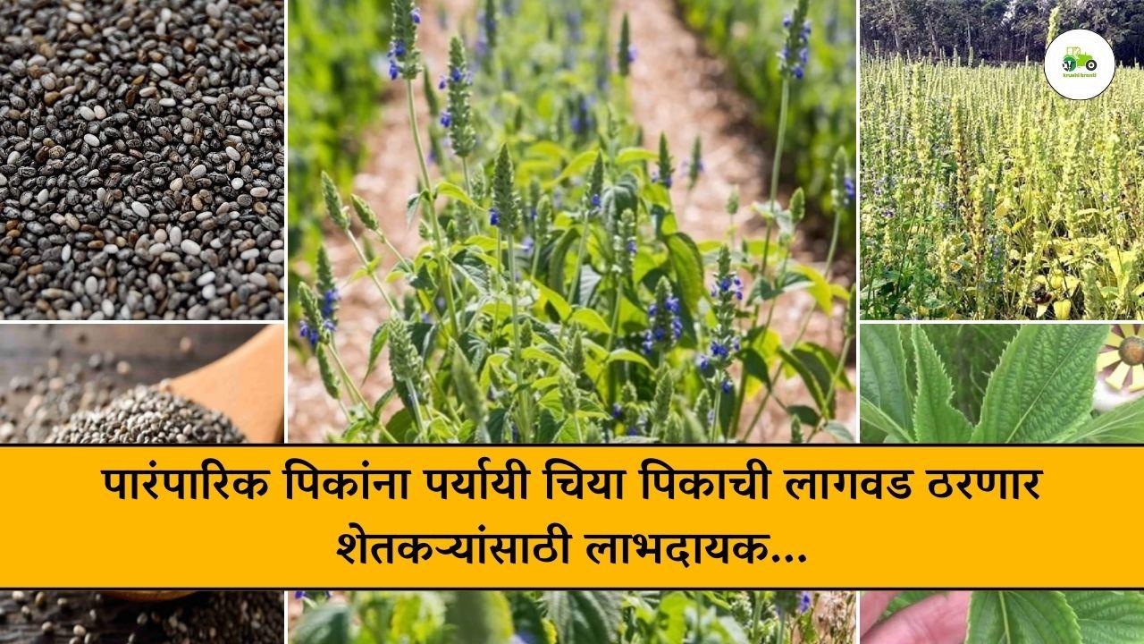 पारंपारिक पिकांना पर्यायी चिया पिकाची लागवड ठरणार शेतकऱ्यांसाठी लाभदायक...