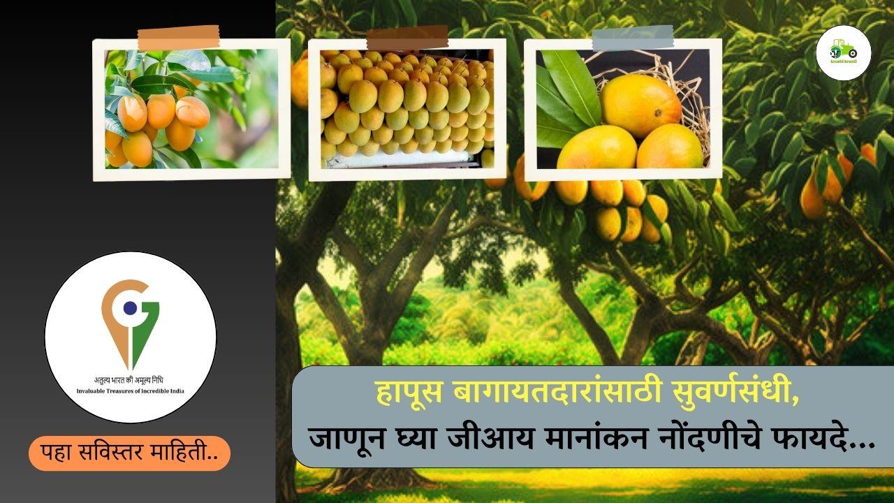 हापूस बागायतदारांसाठी सुवर्णसंधी, जाणून घ्या जीआय मानांकन नोंदणीचे फायदे...
