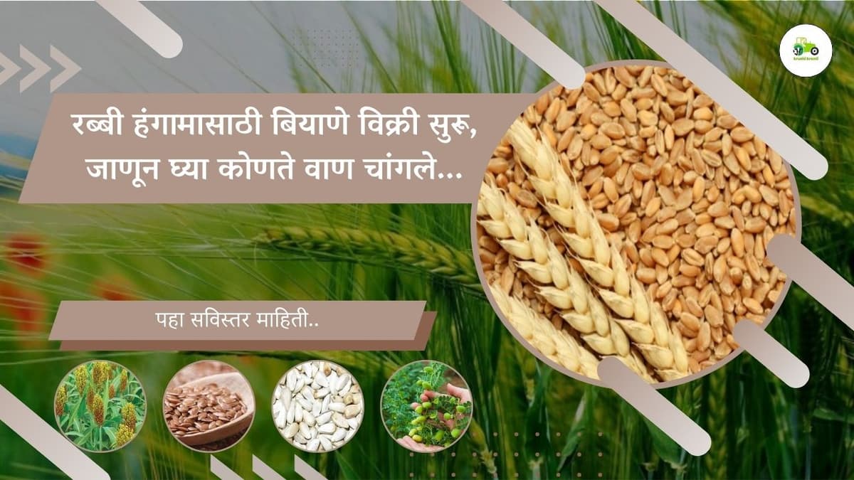रब्बी हंगामासाठी बियाणे विक्री सुरू, जाणून घ्या कोणते वाण चांगले...