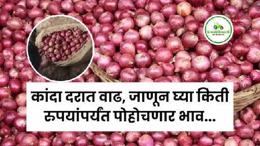 कांदा दरात वाढ, जाणून घ्या किती रुपयांपर्यंत पोहोचणार भाव...