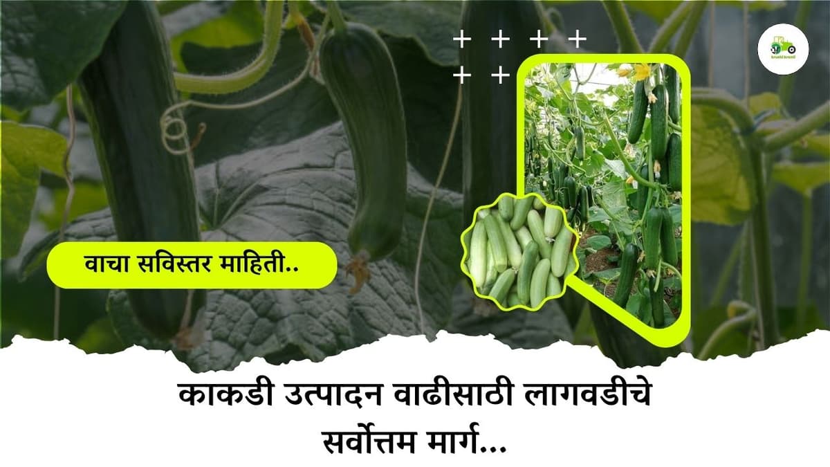 काकडी उत्पादन वाढीसाठी लागवडीचे सर्वोत्तम मार्ग...