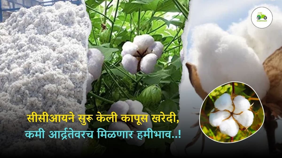 सीसीआयने सुरू केली कापूस खरेदी, कमी आर्द्रतेवरच मिळणार हमीभाव..!
