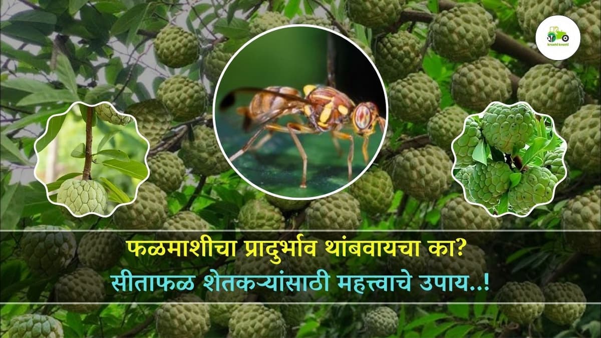 फळमाशीचा प्रादुर्भाव थांबवायचा का? सीताफळ शेतकऱ्यांसाठी महत्त्वाचे उपाय..!