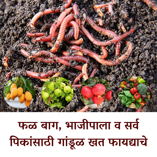 गांडुळ खत विक्रीसाठी उपलब्ध