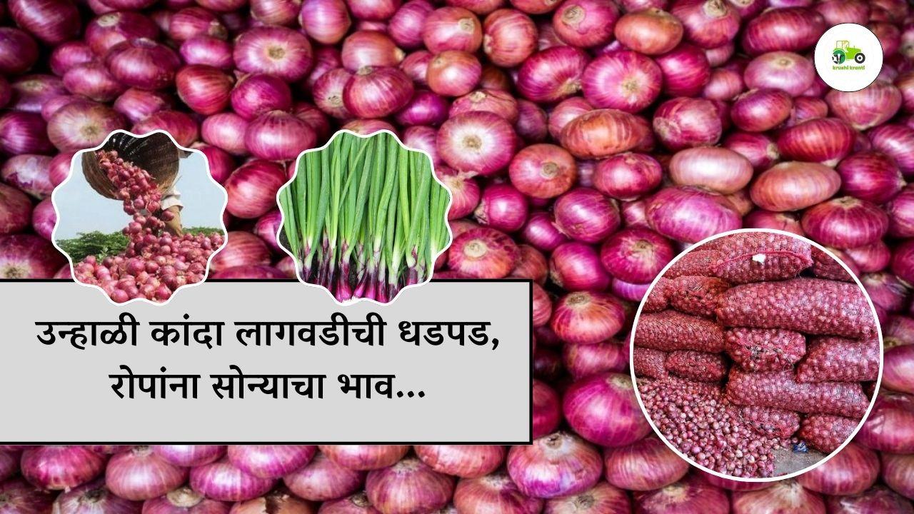 उन्हाळी कांदा लागवडीची धडपड, रोपांना सोन्याचा भाव...